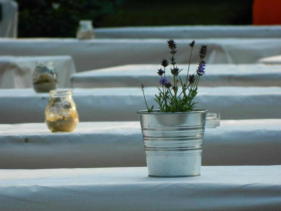 Pot Lavender