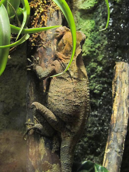 Chameleon Warty Reptile