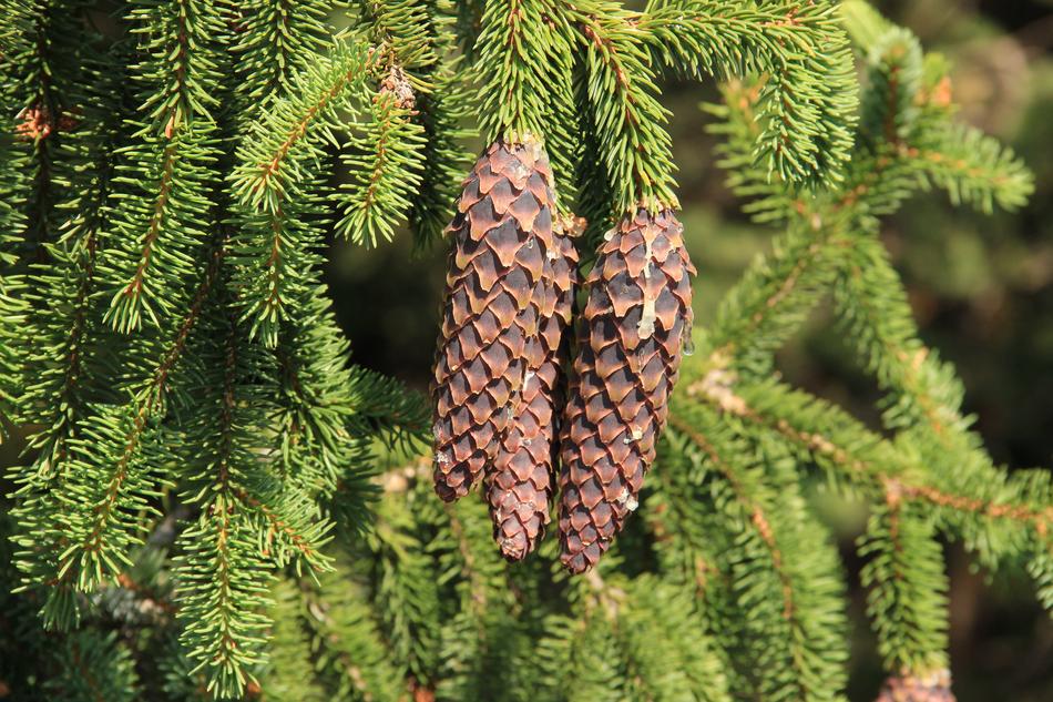 Spruce Cone Pine Bad