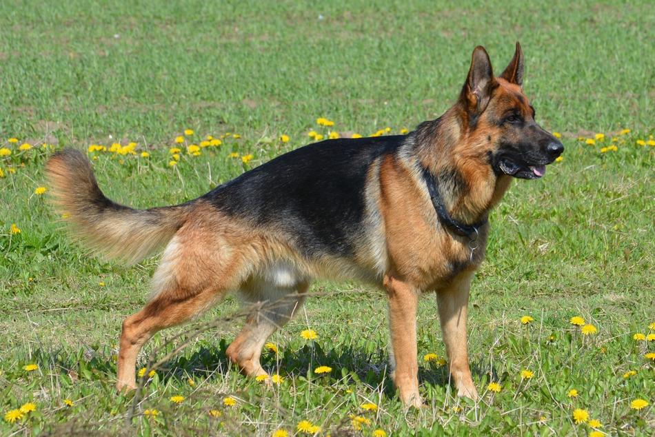 German Shepherd Almind