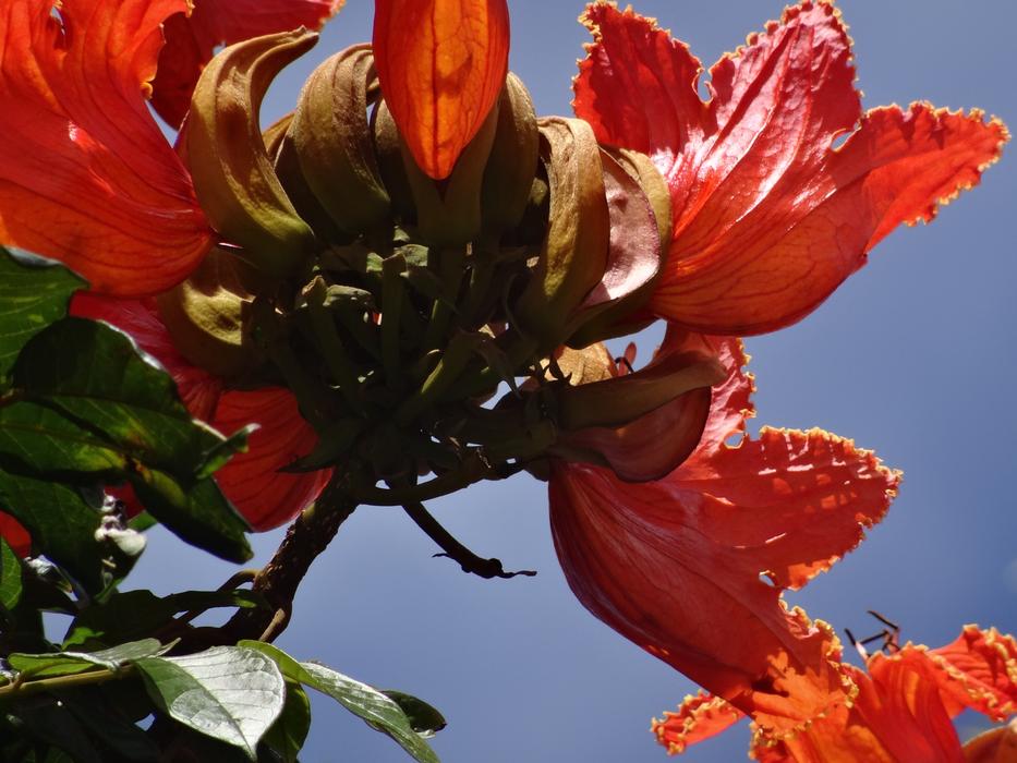 red Flamboyant Blossom and blue sky