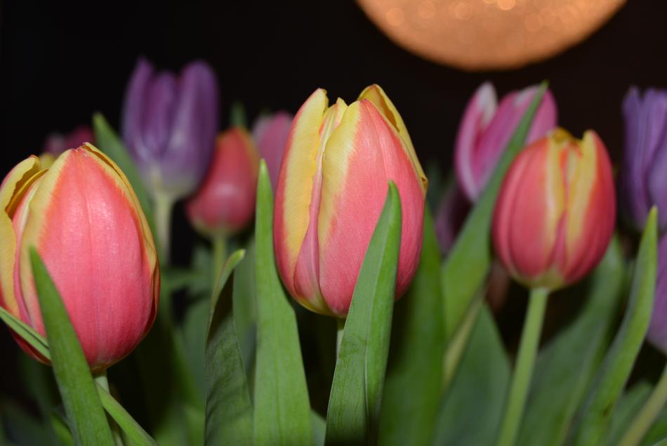 Tulips Flowers Color