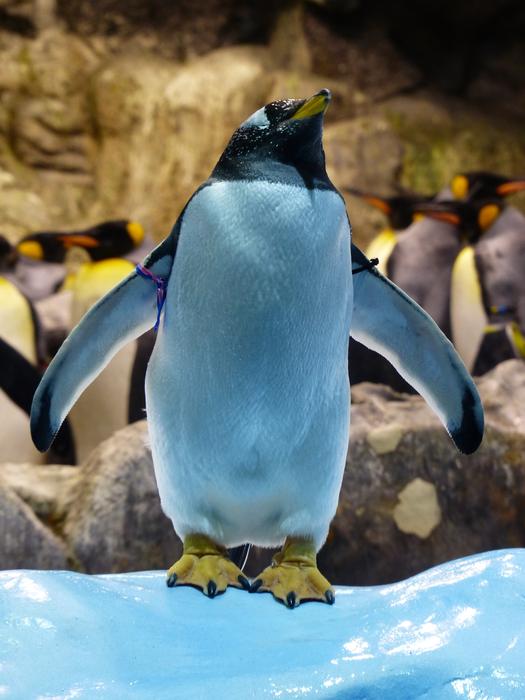 Donkey Penguin Attention
