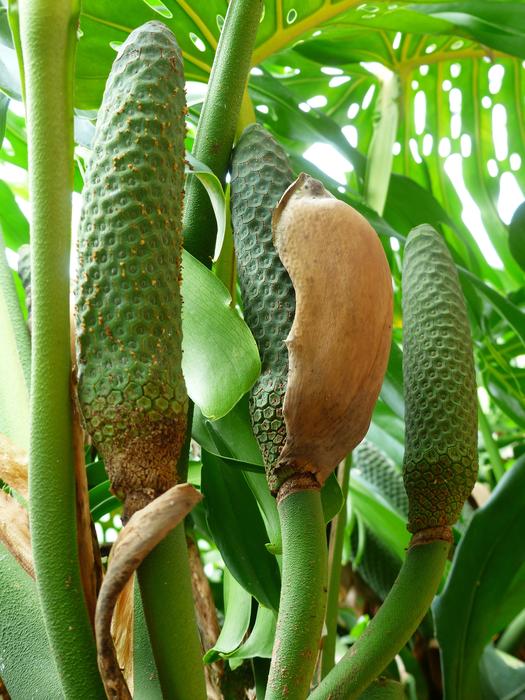 Philodendron Blossom close-up