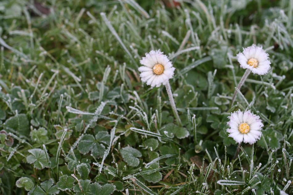 Daisy Ice Meadow Blades Of