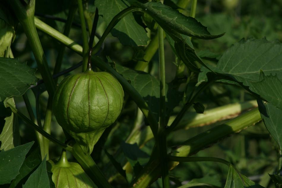 Tomatillo Garden Mexican