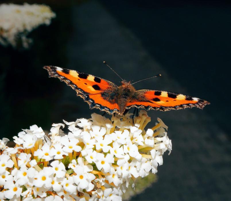 Butterfly Little Fox Color