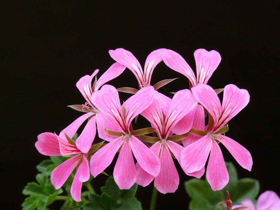 charming beautiful Pelargonium Bloom
