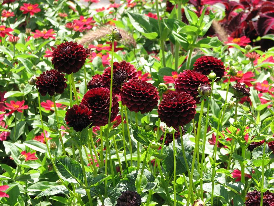 dark red dahlias in the garden