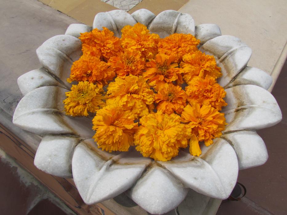 Lotus Marigolds Beautiful flower