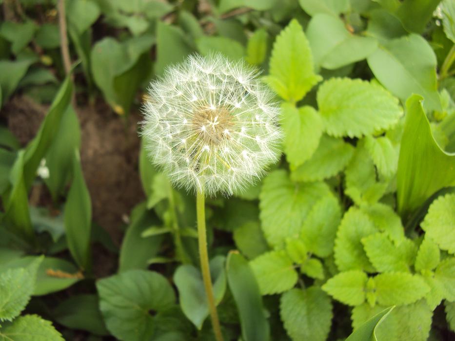 dandelion in the garden on a blurred background