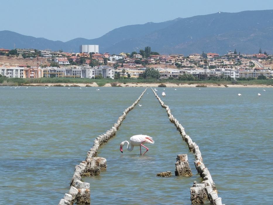 flamingo in the sea at Quartu Sant'elena, Sadinia, Italy
