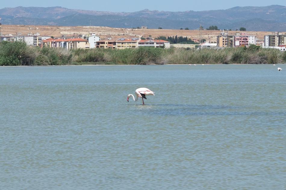 Flamingo Saline Quartu Sant'Elena