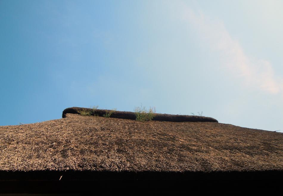 Thatched Roof Grass
