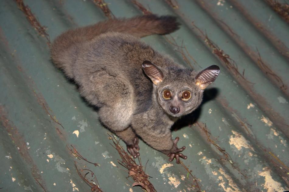 Galago Bush Baby Nocturnal Big