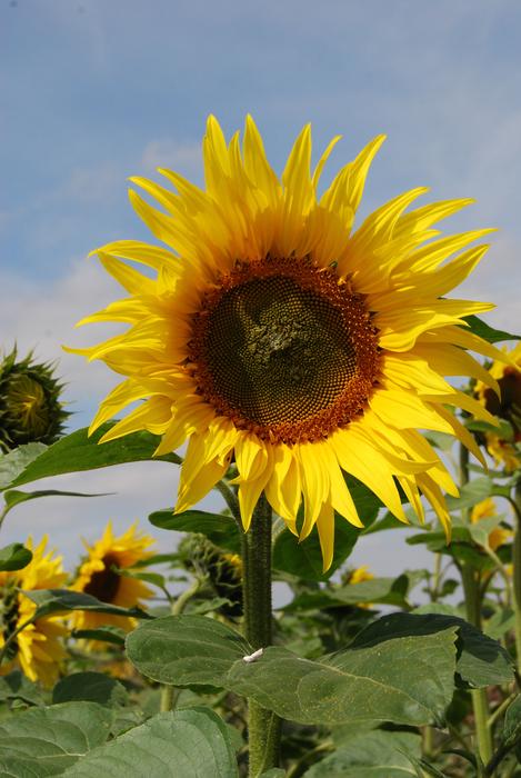 Sunflower Flowers Seeds