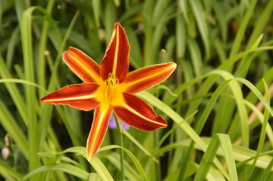 romantic Bloom