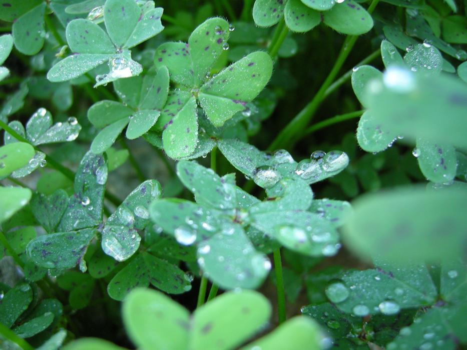 Klee Dewdrop Wet