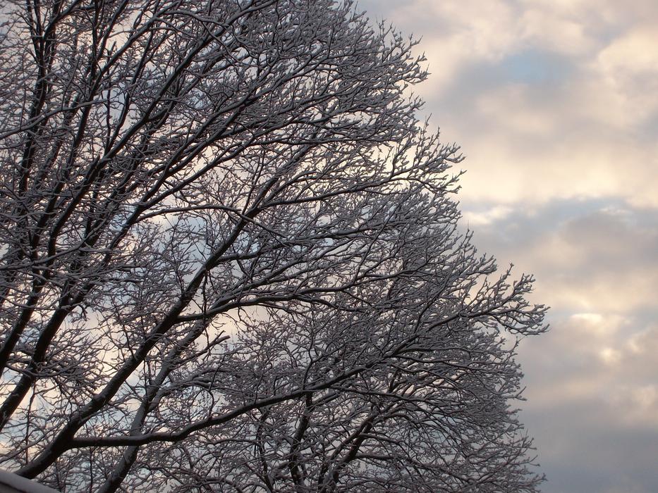 Snow Trees Clouds