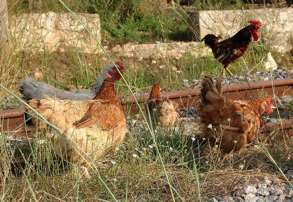 Chickens Free Running Barn