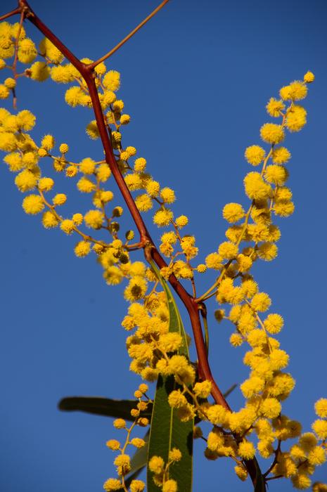 Acacia Wattle Flowers
