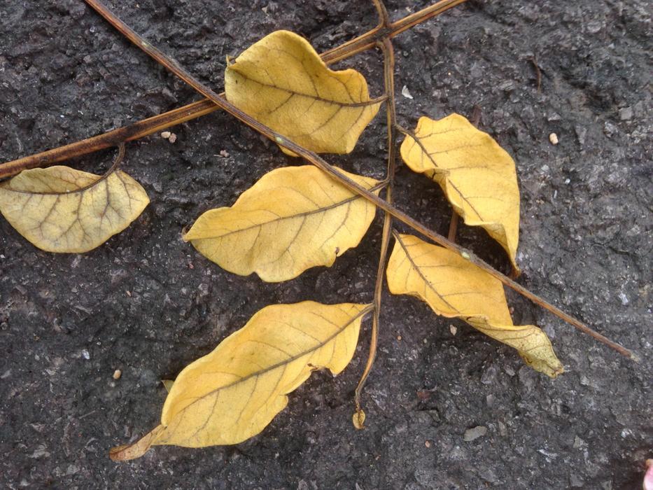 The Leaves Dead
