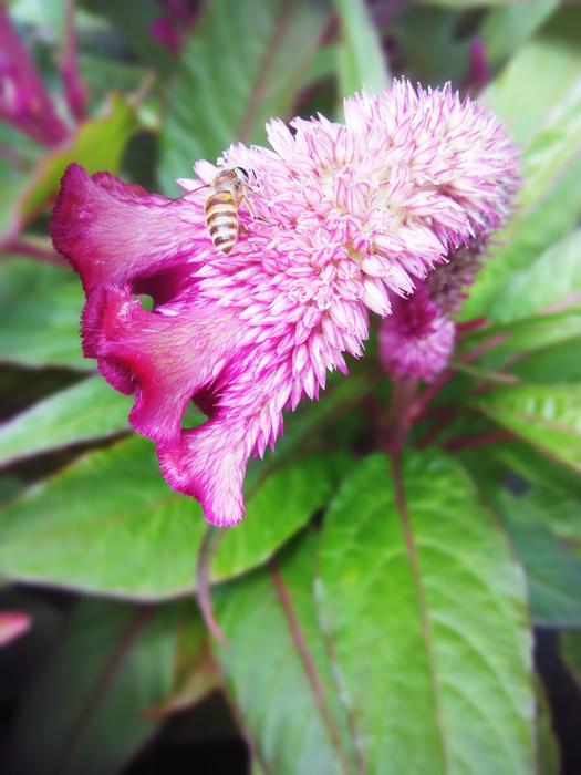 Cristata Bee The Depth Of