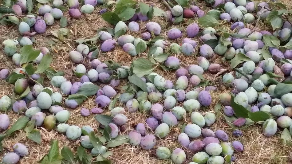 Plums Harvest