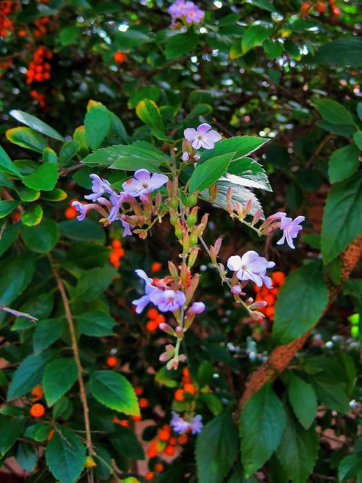 Duranta Tree Bush