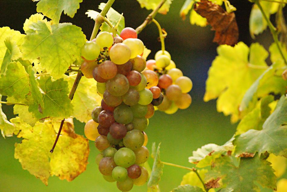 Grapes on Vineyard