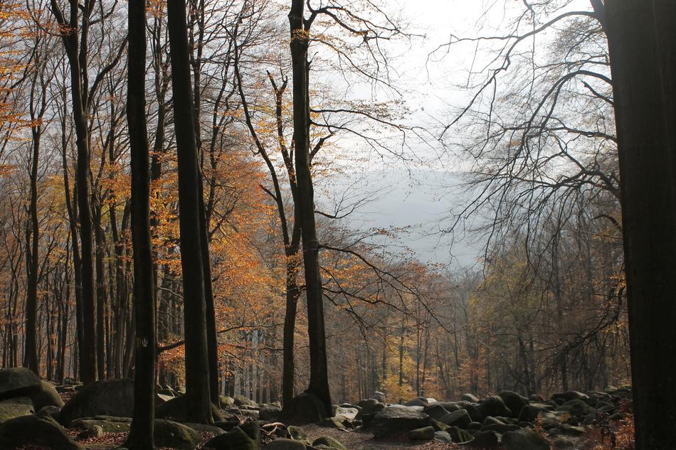 Odenwald Tree Autumn