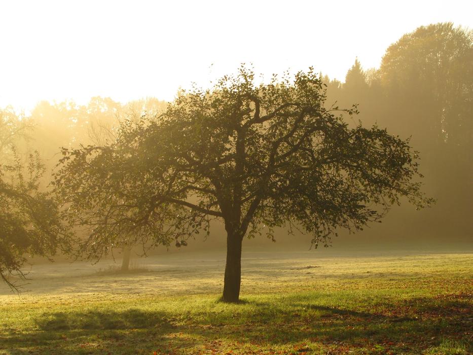 tree standing in clear weather at dawn