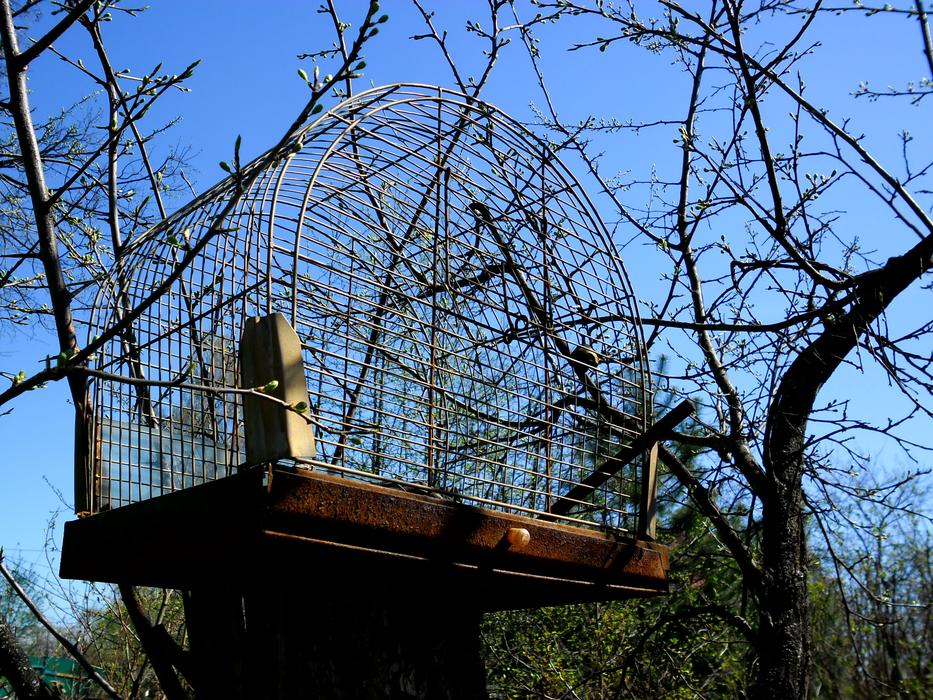 empty cage and cherry tree