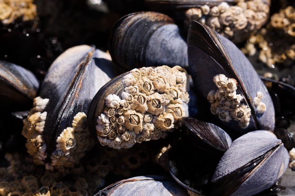 Mussels Barnacles Mytilus Watt area