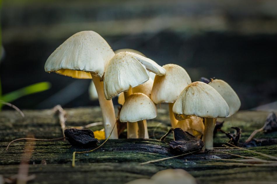Mushroom Battery Hatter