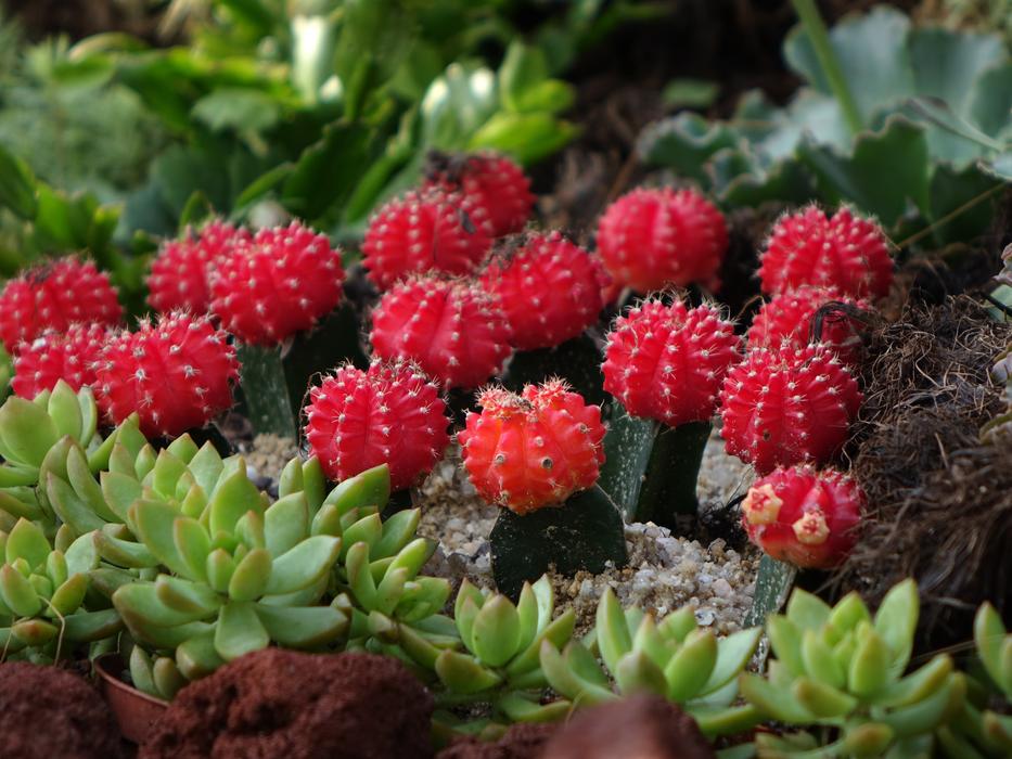red gymnocalycium mihanovichii in the garden