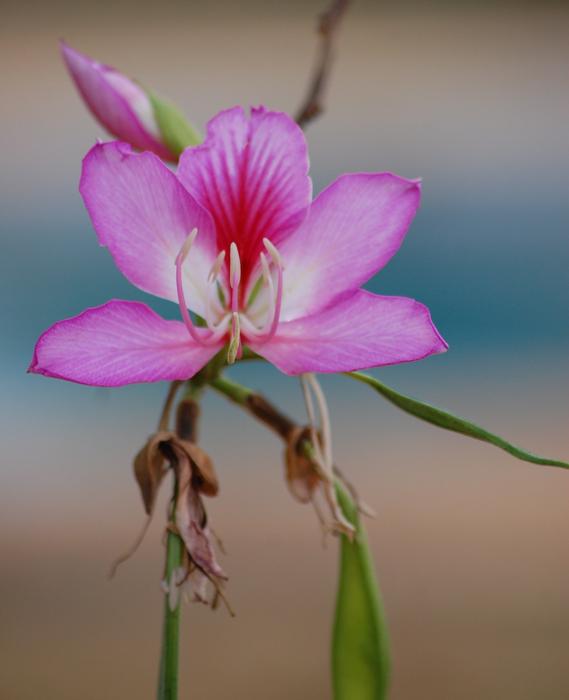 pink bauhinia bud