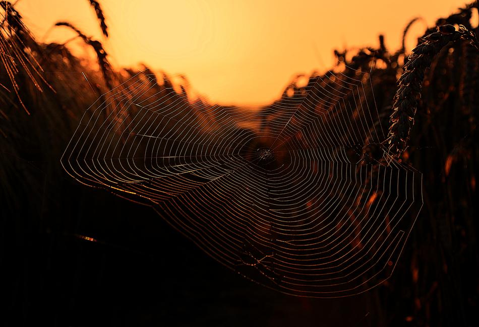 Web Daybreak Spider