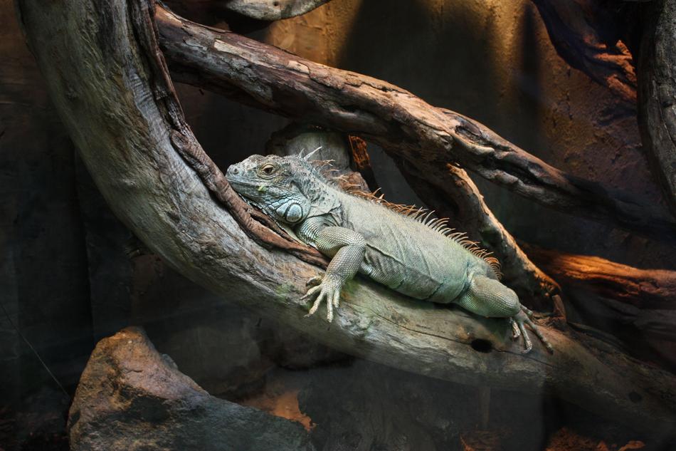 Iguana Claws Konar