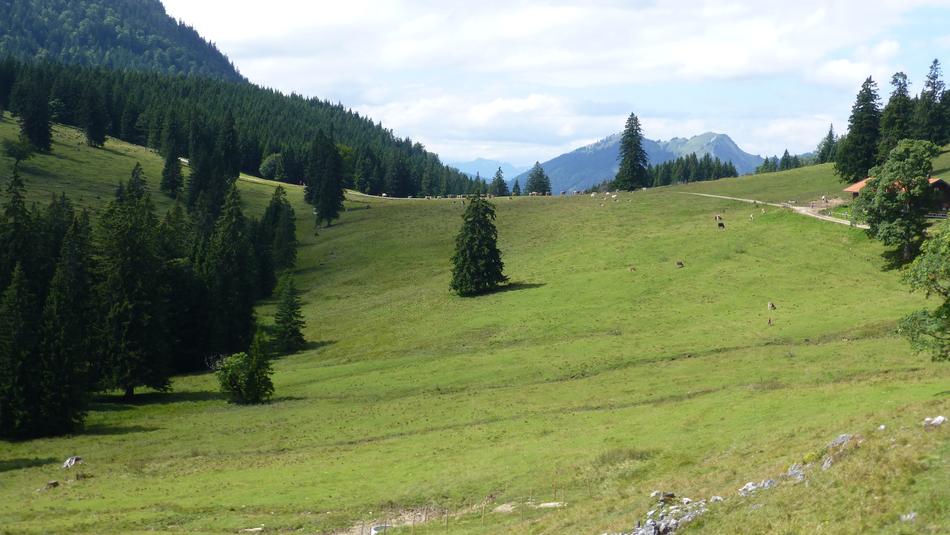 Bavaria AllgÃ¤u Bear Moss Alpe