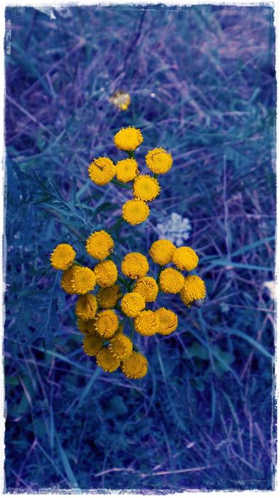 Beautiful, yellow flowers, among the plants in blue colors