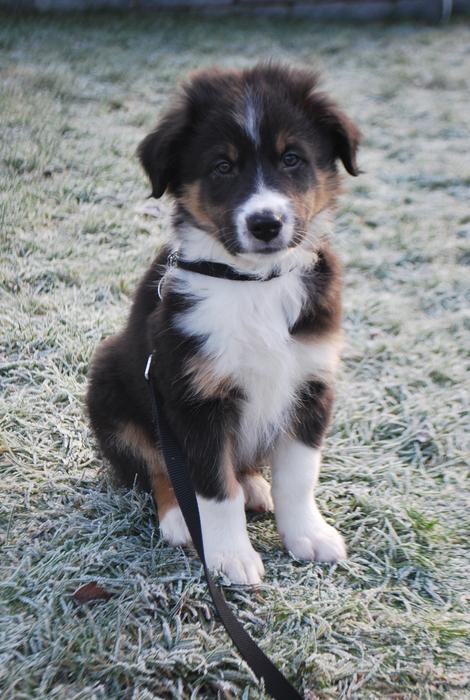 Puppy Thinking