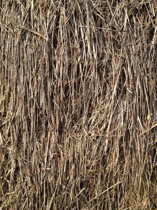 dried Straw Grain