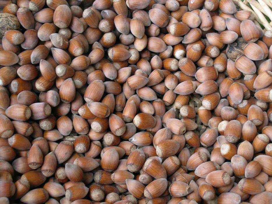 Hazelnuts Nuts harvest