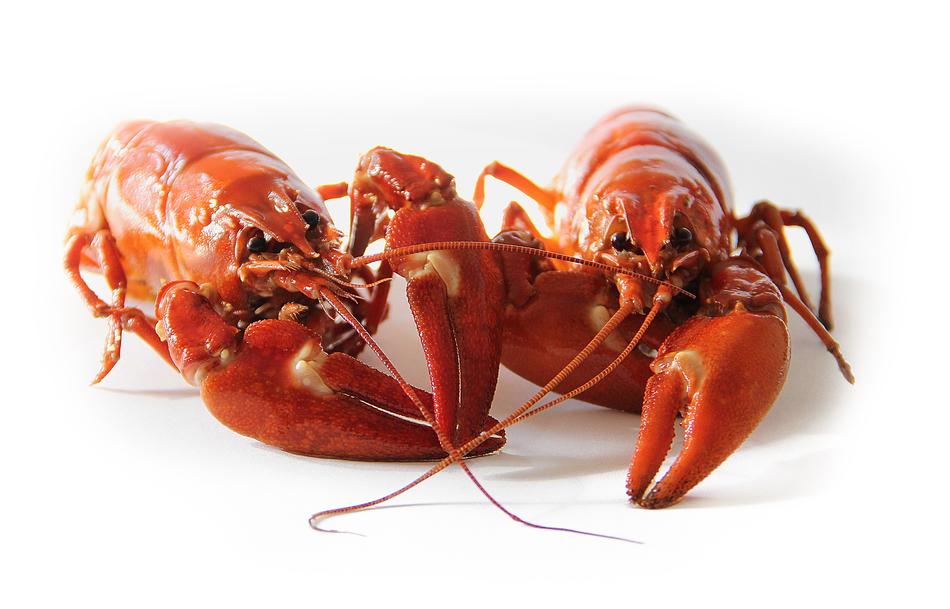 Crayfish Sweden Party