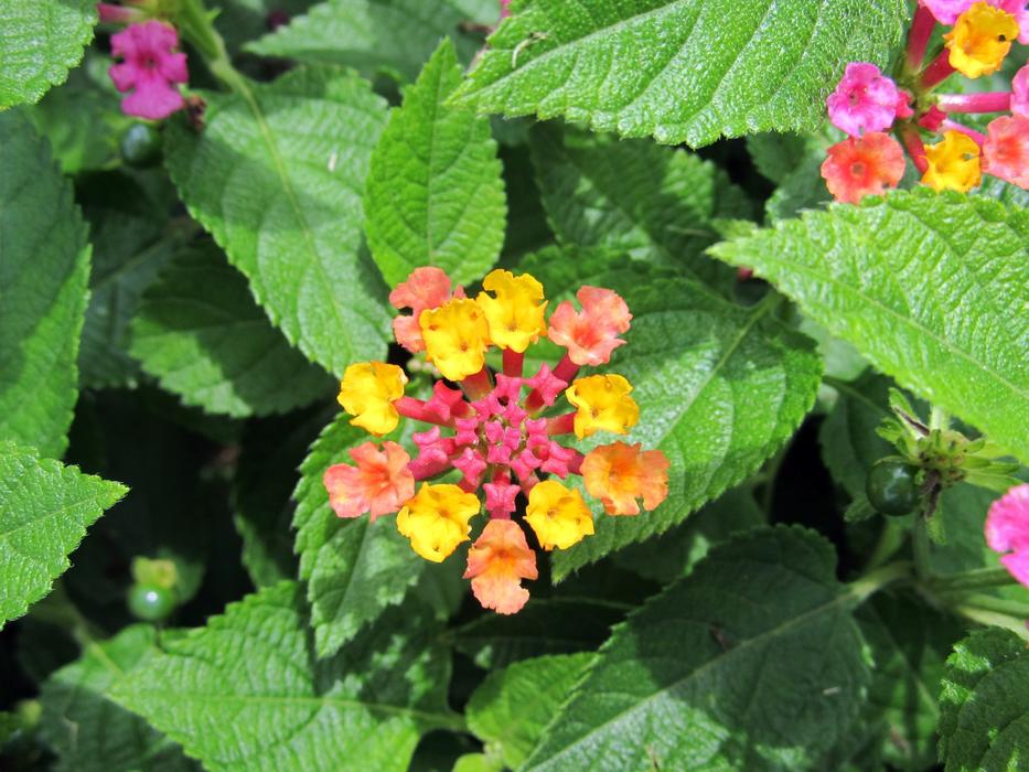 Lantana Camara Flowers Big Sage free image download