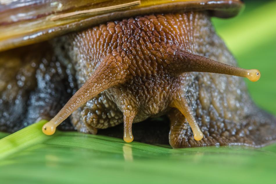 Snail Slimy Land