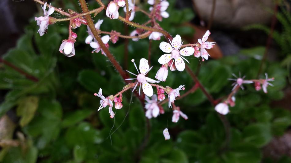 Schildersverdriet Flowers