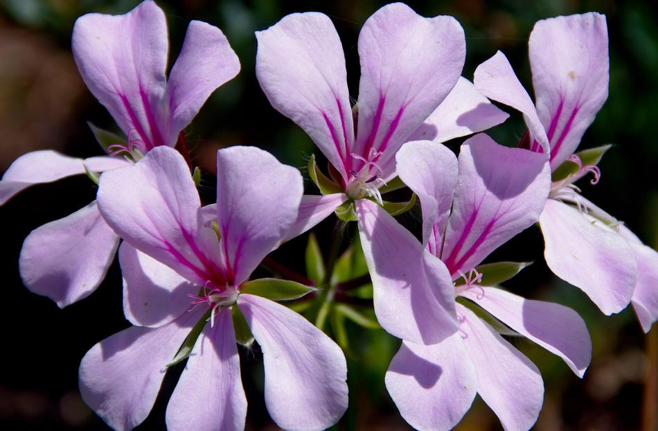 Geranium Crane'S Bill Flowers