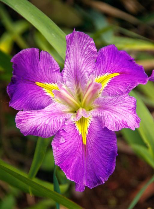 Water Iris Louisiana